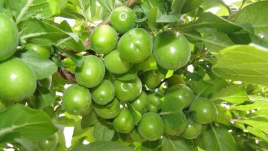 قیمت سرسام‌آور میوه محبوب بهاری + عکس