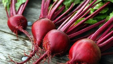  توسعه کشت چغندر علوفه‌ای، راهی به سوی خودکفایی در تولید گوشت قرمز
