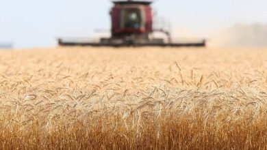 سیگنال جهانی برای ارزانی مواد غذایی