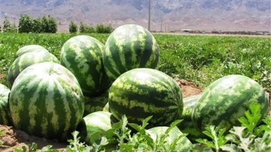 جنجال برسر هندوانه های ایرانی در روسیه