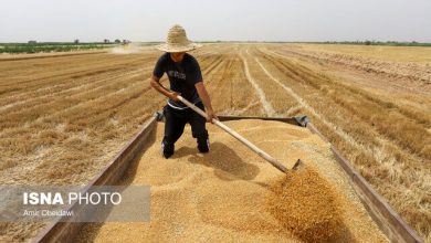 خریداری یک میلیون و ۴۳۰ هزار تن گندم در خوزستان