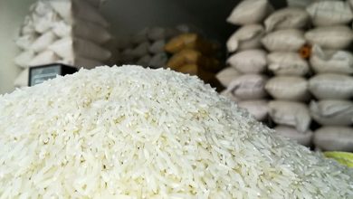 برنج چرا گران شد؟ | خرید اعتباری برنج در بن‌بست