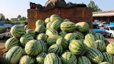 اقدام نگران کننده عراق و اقلیم؛ ممنوعیت‌ ناگهانی واردات ۴۵محصول+ فهرست | دلیل این اقدام چیست؟