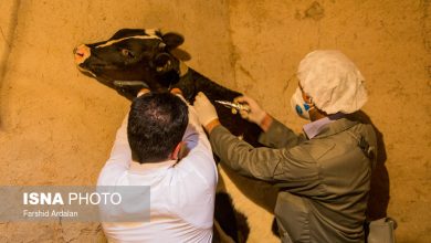 قرارگاه ۲۴ ساعته برای مقابله با تب برفکی تشکیل شد/  بیتوجهی دامداران دیگر پذیرفتنی نیست قرارگاه ۲۴ ساعته برای مقابله با تب برفکی تشکیل شد/  بیتوجهی دامداران دیگر پذیرفتنی نیست