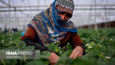 تولید برای محرومیت زدایی؛ گلخانه توت‌فرنگی چناران