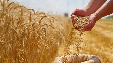 افزایش ۳ برابری بازدهی گندم با کمک یک ژن پنهان