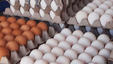 رشد ۱۵۵درصدی قیمت تخم مرغ فقط در ۴ ماه! | هر شانه تخم مرغ چند شد؟