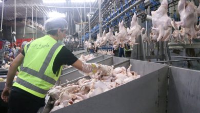 توزیع بیش از 1100 تن گوشت مرغ از مازندران در بازار ملی