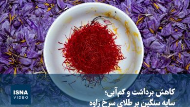 ویدیو/ کاهش برداشت و کم‌آبی؛ سایه سنگین بر طلای سرخ زاوه