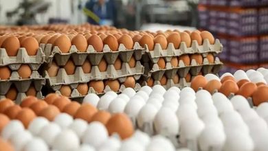 قیمت جدید تخم مرغ ؛ قیمت یک شانه تخم مرغ چند شد؟ + جدول