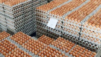 افزایش قیمت تخم مرغ | هر شانه تخم مرغ چند؟