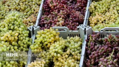 حذف ۵ محصول کشاورزی از لیست محصولات آب‌بر صادراتی